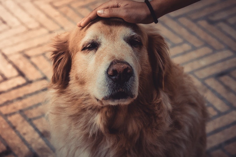 Does Petting Reduce Stress in Dogs? Vet-Verified Facts & Info