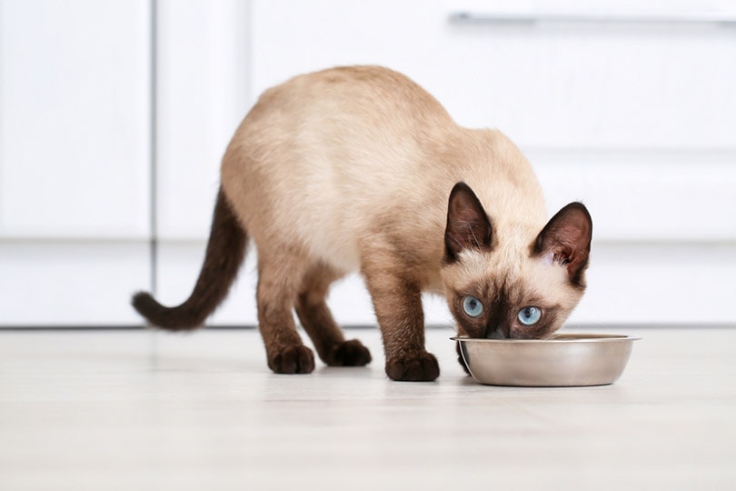 10 Best Cat Foods in Canada – 2026 Reviews & Top Picks