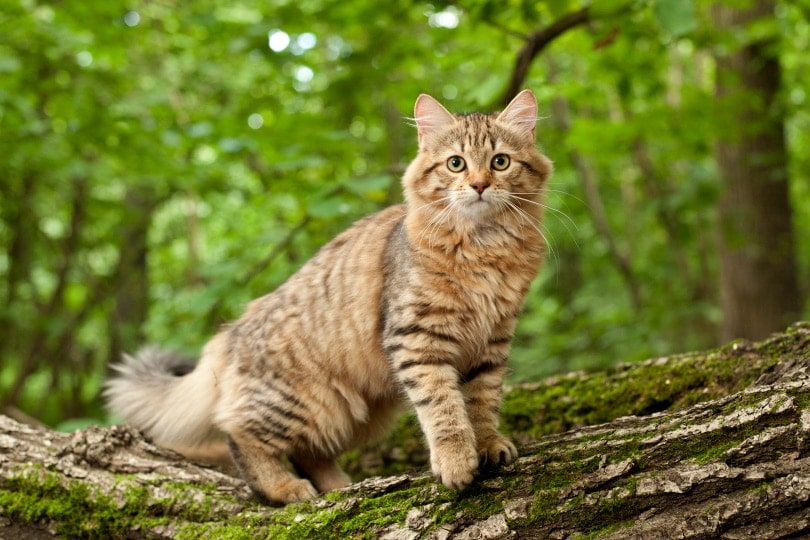 10 European Cat Breeds: Info, Pictures & History