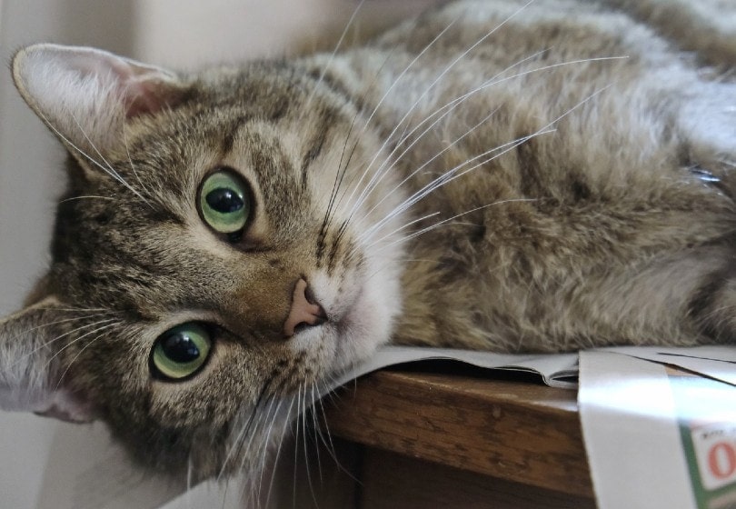 Why Do My Cats Eyes Dilate? 7 Reasons