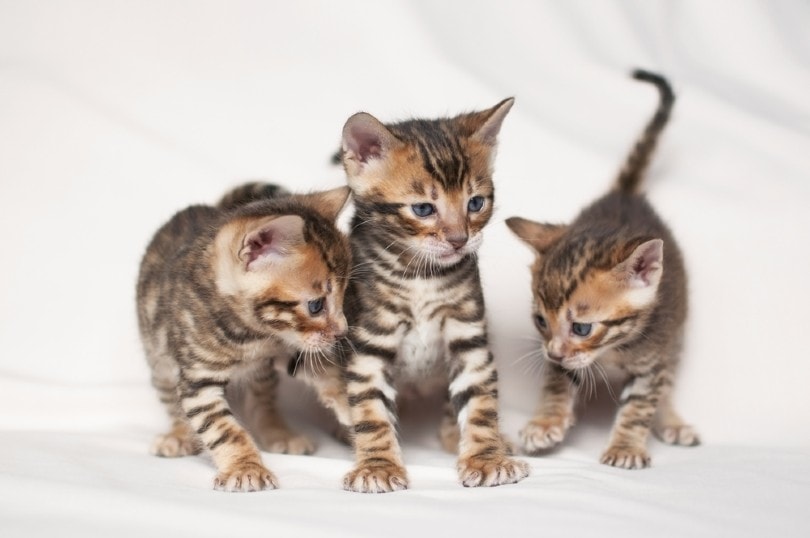Kitten Development in the First 12 Months: Vet-Verified Feline Growth Info