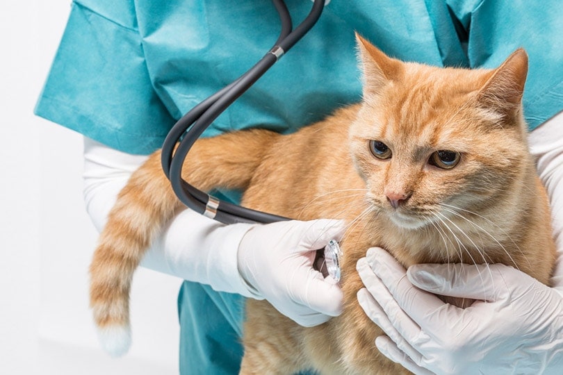 Heart Murmurs in Cats: Signs, Causes & More (Vet Reviewed)