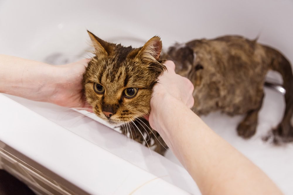 9 Best Cat Shampoos for Shedding - 2026 Reviews & Top Picks