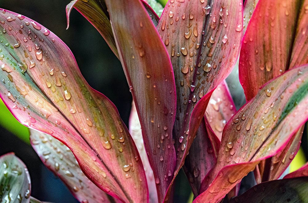 Is Cordyline (Hawaiian Ti) Toxic to Cats? Vet-Approved Facts & Safety Guide