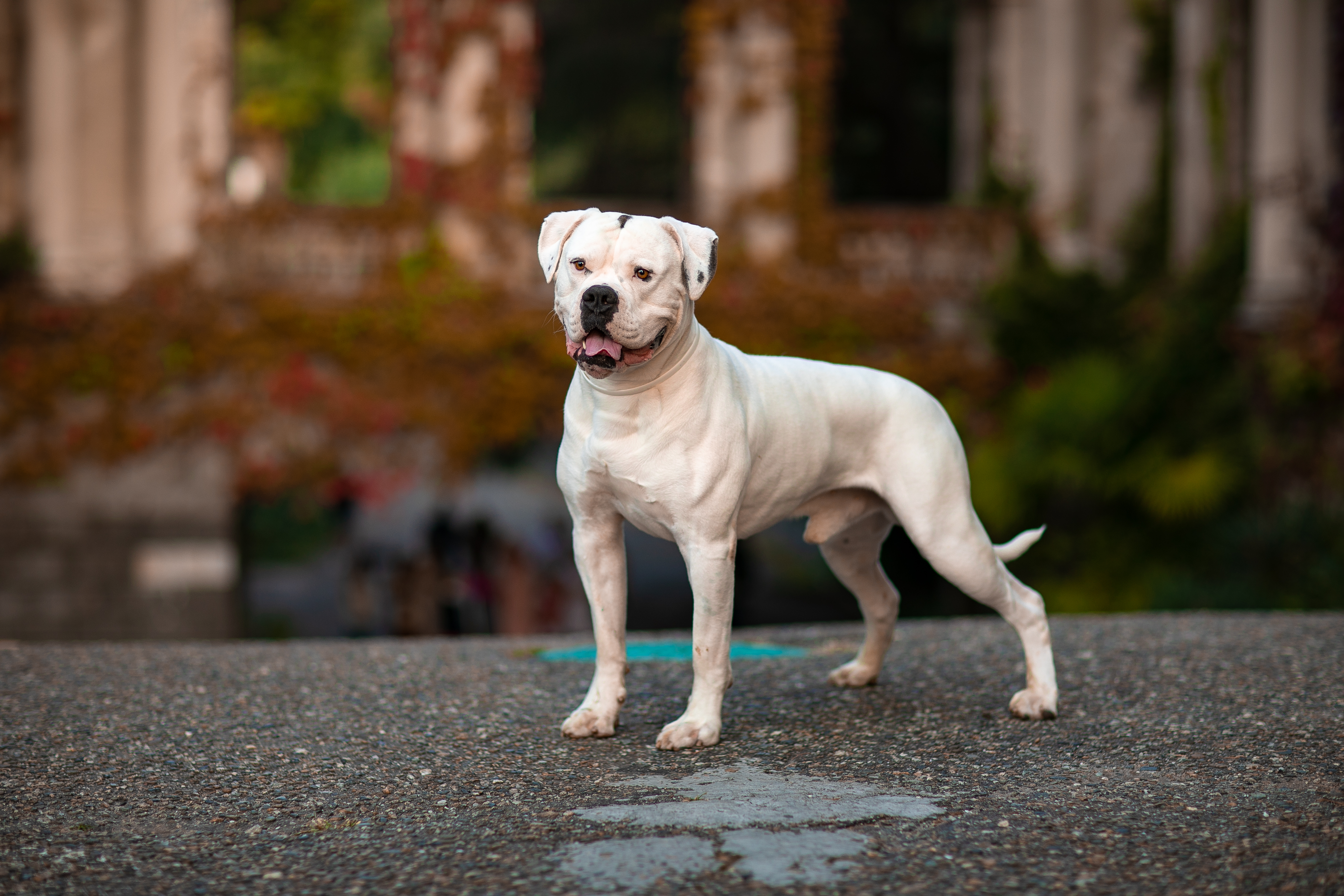 Do American Bulldogs Shed? Vet-Approved Facts & Explanation