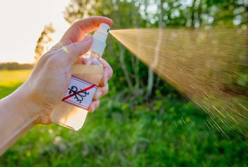 How to Make Homemade Mosquito Repellent for Cats: Vet-Appoved Ingredients