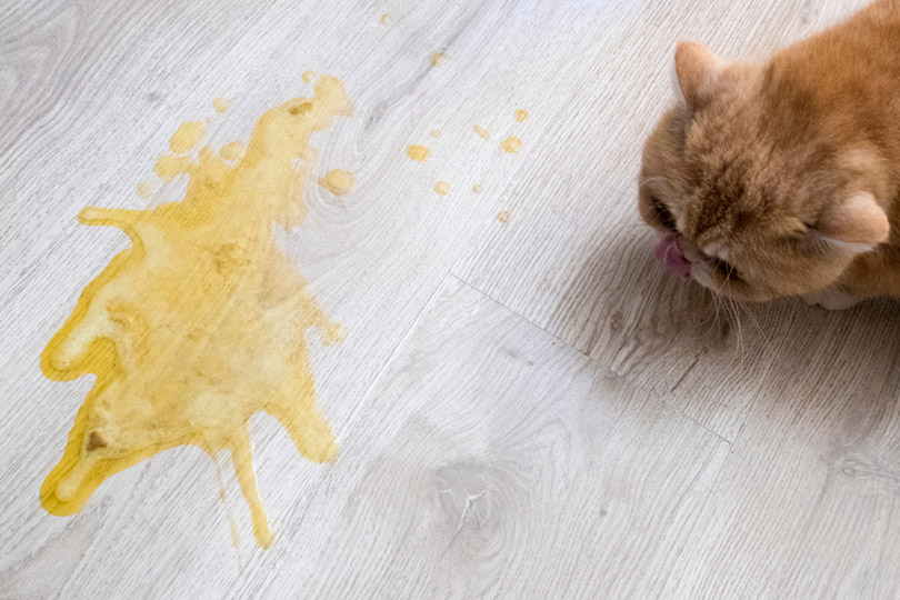 Why Do Cats Eat Their Own Vomit? 5 Vet-Reviewed Possible Reasons