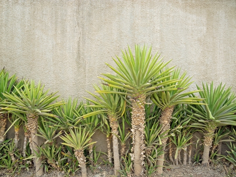 Are Yucca Plants Poisonous To Cats? What You Need to Know