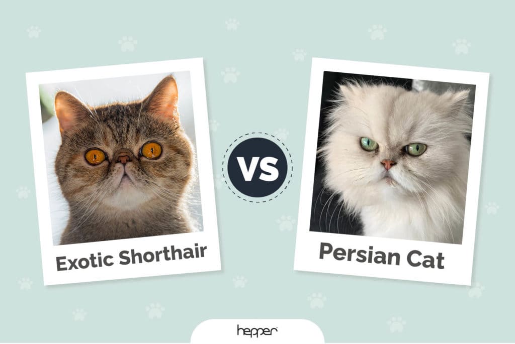 Exotic Shorthair Cat vs Persian Cat: Main Differences (With Pictures)