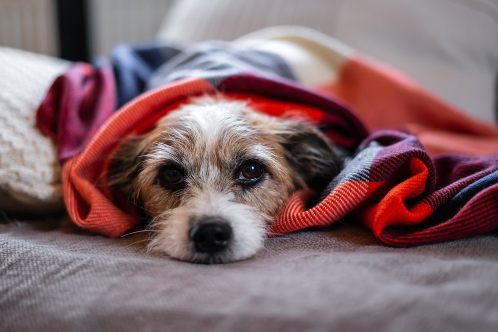 10 Dog Upset Stomach Signs (Vet Answer)
