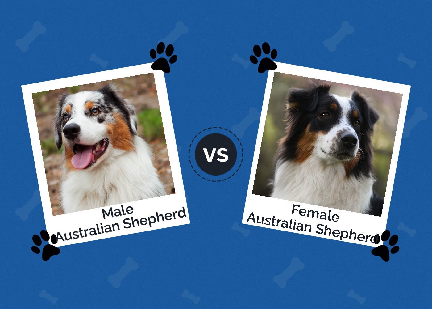 Male vs. Female Australian Shepherds: Key Differences (With Pictures)