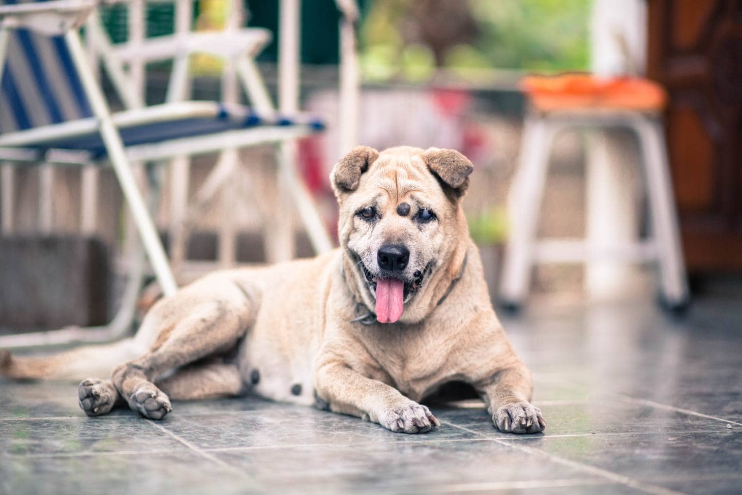 Skin Tag on Dog: Vet-Verified Facts, Causes & Diagnosis