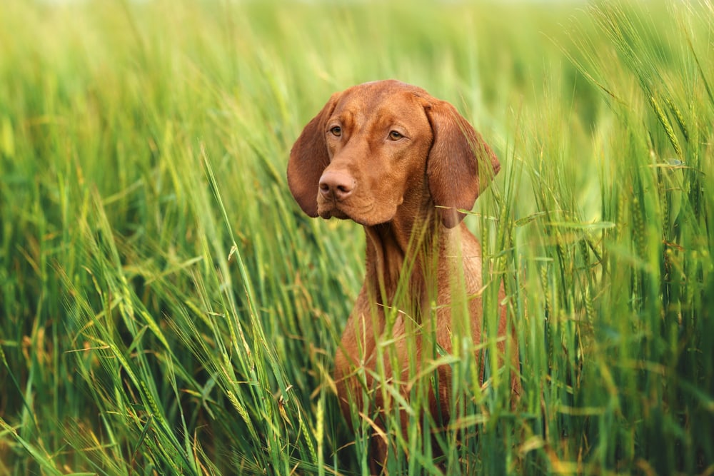 Is Roundup Safe for Dogs? Vet-Approved Safety Advice & Info