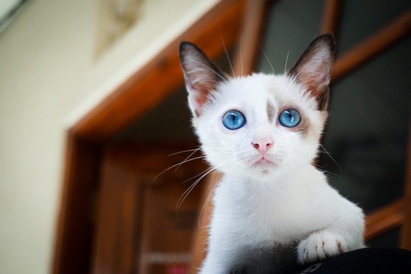 Are White Cats With Blue Eyes Deaf? Our Vet Answers