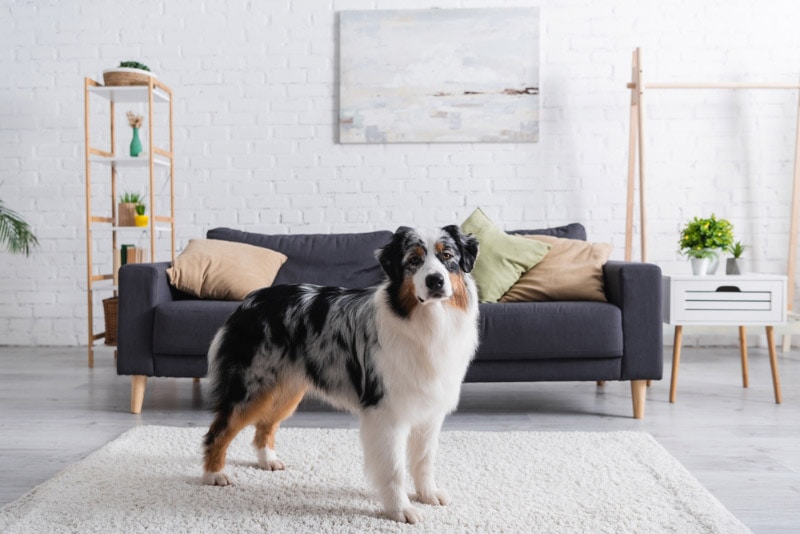 5 Australian Shepherd Haircuts & Grooming Styles in 2026 (with Pictures)