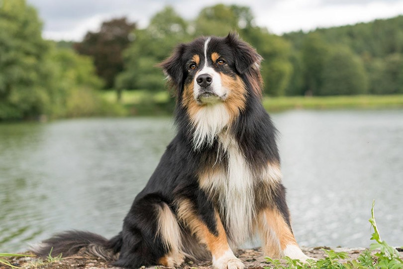 autralian shepherd on the river bank