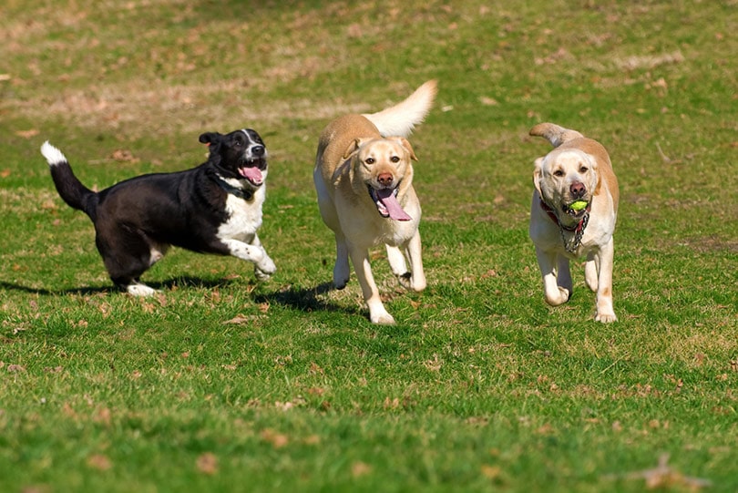10 Amazing Off-Leash Dog Parks in Christchurch, New Zealand: You Can Visit in 2026