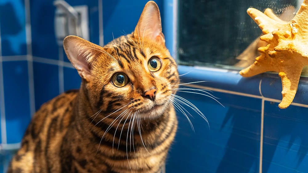 Why Does My Cat Watch Me Shower? Feline Behaviour Explained
