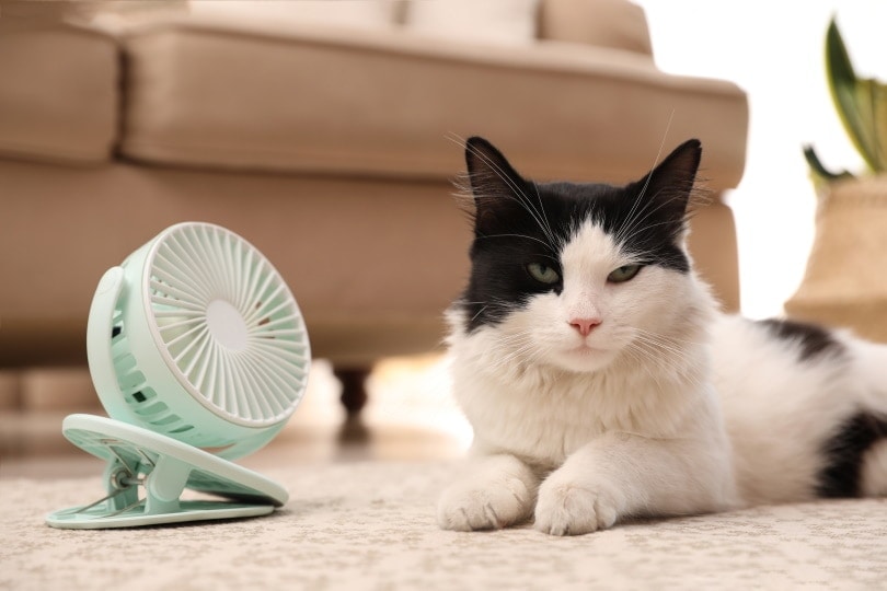 What Temperature Do Cats Like? Feline Preference Explained
