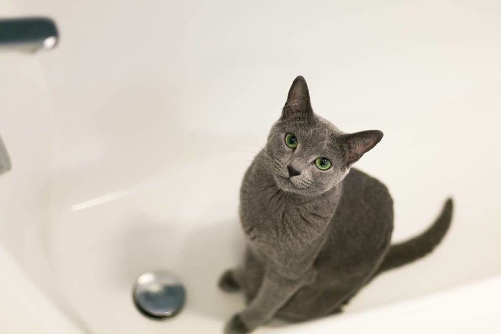 Why Do Cats Like Bathtubs? 10 Vet-Reviewed Reasons