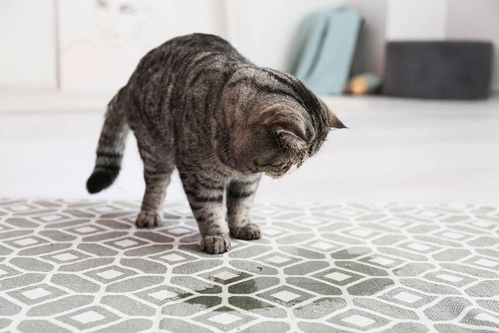 Why Is My Cat Peeing Outside the Litter Box? 9 Vet-Reviewed Reasons