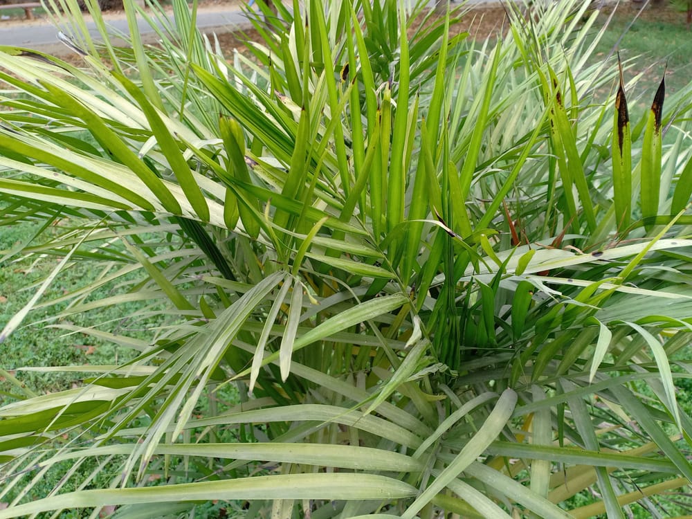 Is Cat Palm Toxic to Cats? Keeping Your Cats Safe