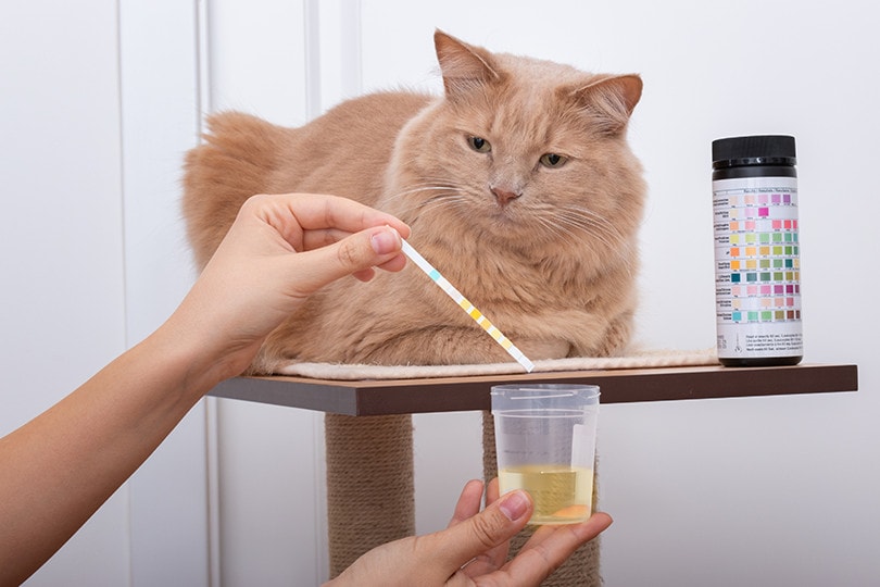 How Do Vets Get Urine Samples From Cats? Our Vet Explains