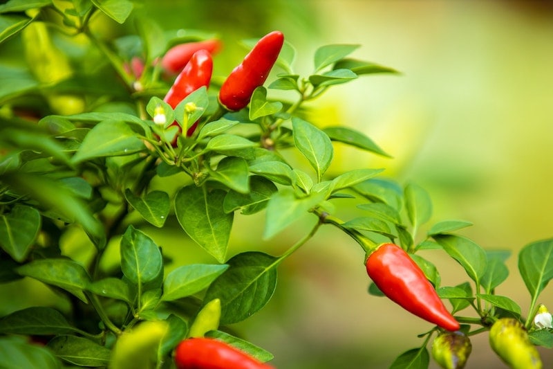 Are Pepper Plants Toxic to Cats? Keeping Your Cat Safe