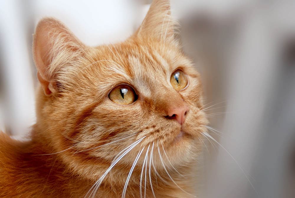 Do All Cats Have Eyebrows? Vet-Verified Feline Anatomy Facts