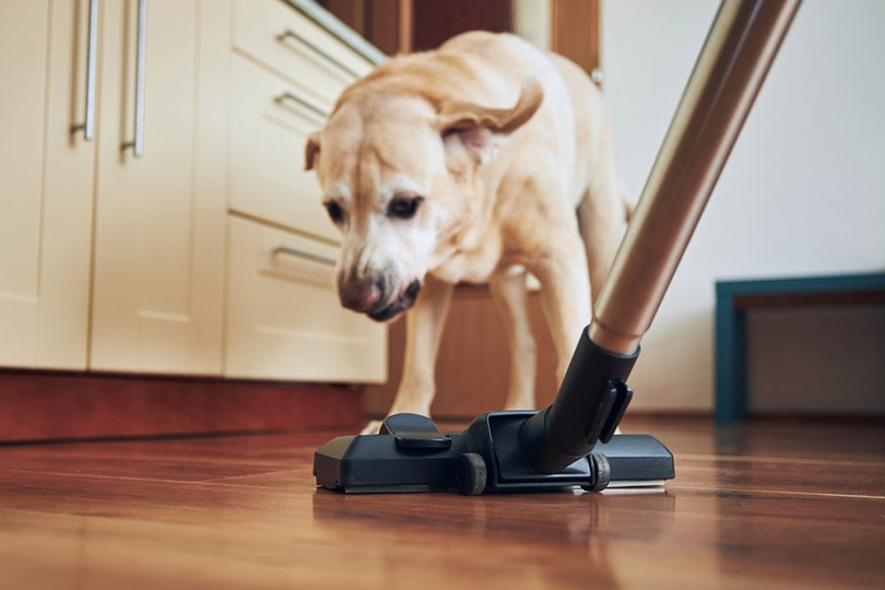 Why Do Dogs Bark at the Vacuum? 5 Vet-Reviewed Reasons & Tips to Stop It