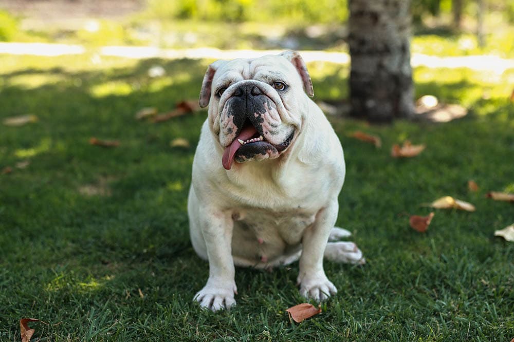 Can English Bulldogs Breed Naturally? Our Vet Answers