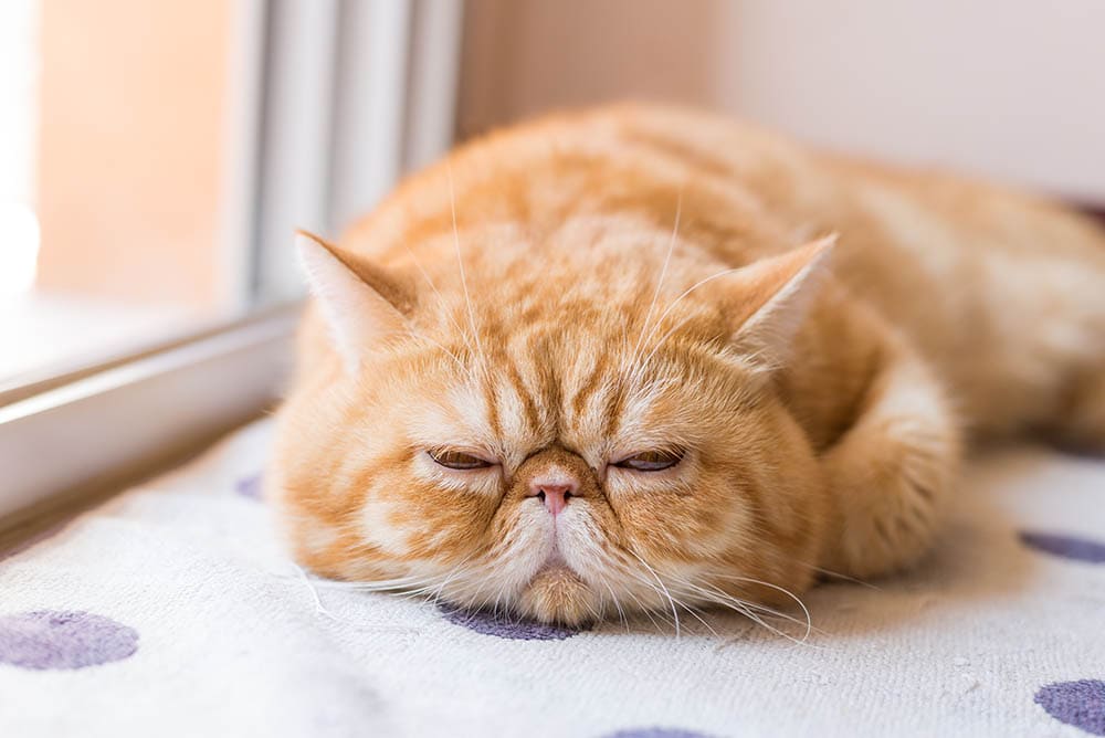 Ataxia in Cats: Causes, Signs & Treatment (Vet Answer)