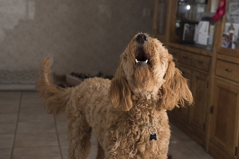 Why Does My Dog Bark at the Wall? 5 Vet Reviewed Reasons & What to Do
