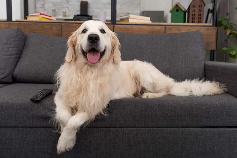 Do Dogs Purr? Facts & FAQ