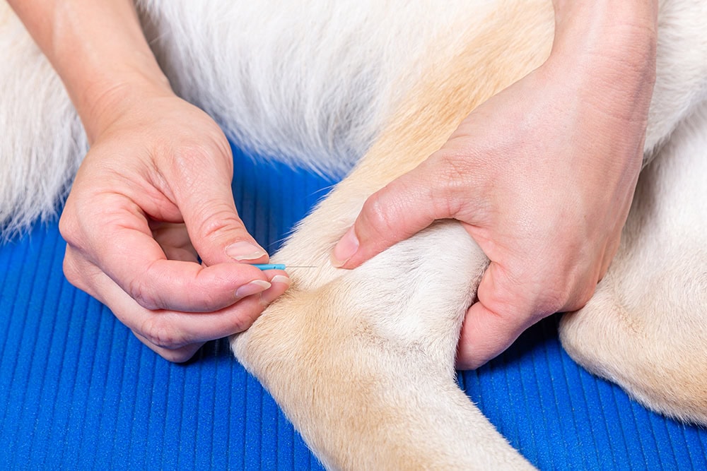 Acupuncture For Dogs: Benefits & Effectiveness (Vet Answer)