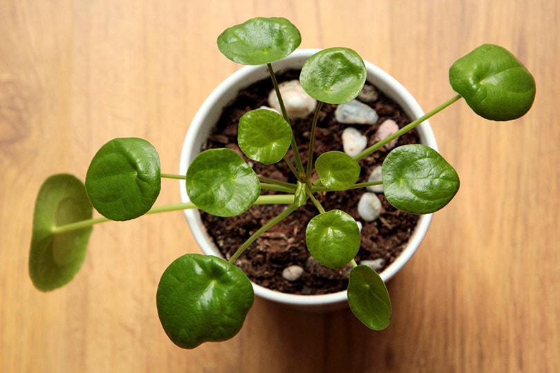 Is Pilea Toxic to Cats? Vet-Verified Safety Information