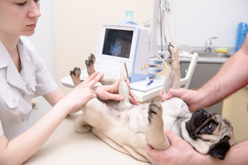 How Much Are Vet Costs for a Pregnant Dog? 2026 Price Update