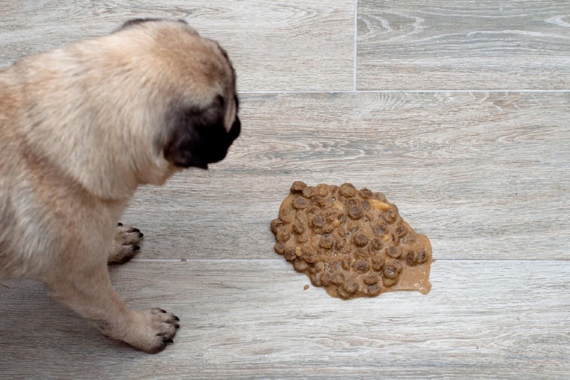 How to Clean Dog Vomit on Hardwood? A Step-by-Step Guide