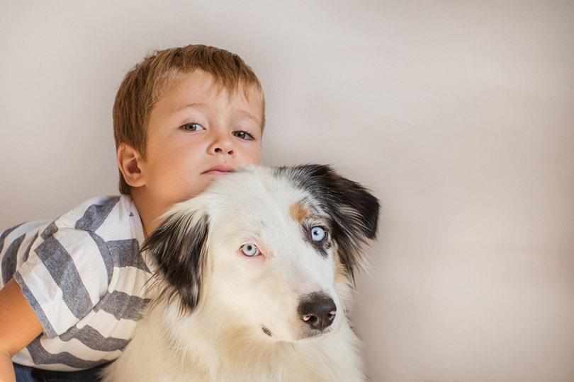 Are Australian Shepherds Good With Kids? Breed Temperament Facts