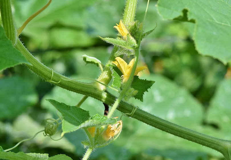 Are Tomato Plants Toxic to Cats? Keeping Your Cat Safe