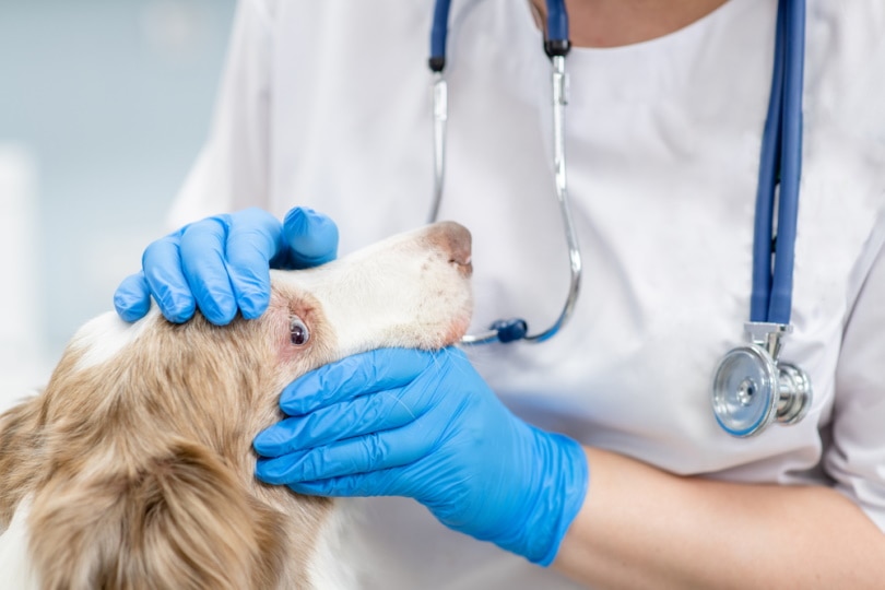 Anisocoria in Dogs: Causes, Signs, Treatments (Vet Answer)