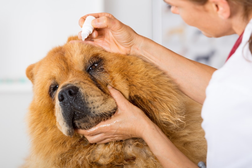 Dog’s Eyes Watering: 7 Vet-Reviewed Reasons & What to Do