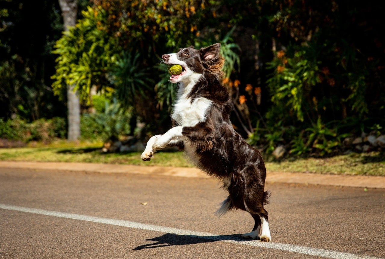 How Much Exercise Do Border Collies Need? Vet Approved Guide