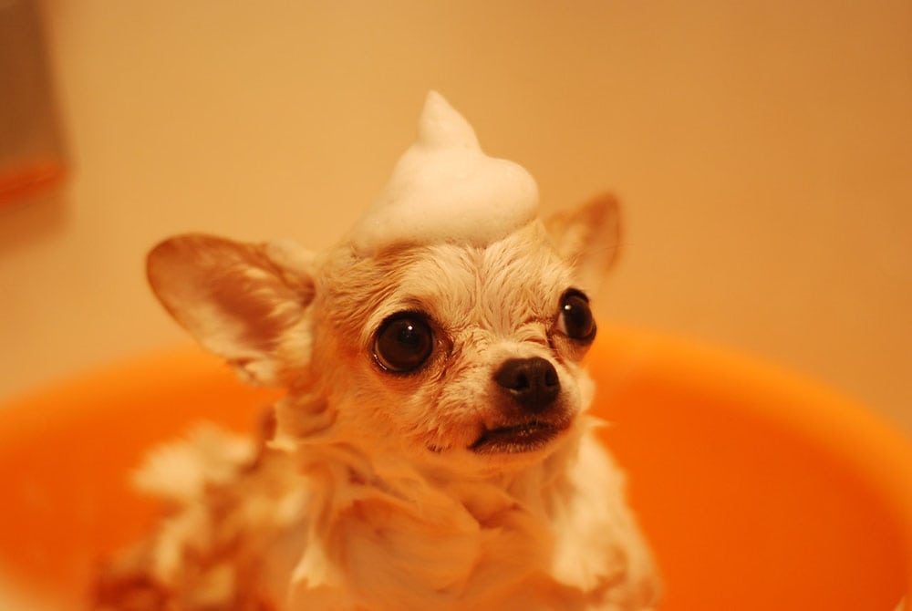 10 Best Dog Shampoos in the UK – 2026 Reviews & Top Picks
