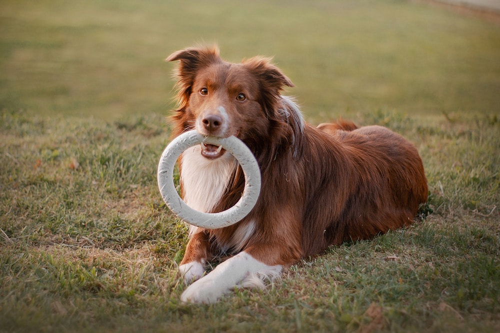 10 Best Dog Toys in Australia - 2026 Reviews & Top Picks