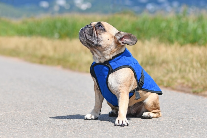 How Much Exercise Does a French Bulldog Need? Vet-Approved Facts & Tips