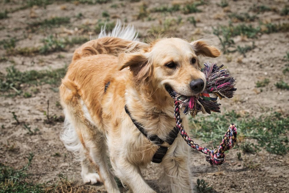 9 Best Dog Toys in Canada — 2026 Reviews & Top Picks