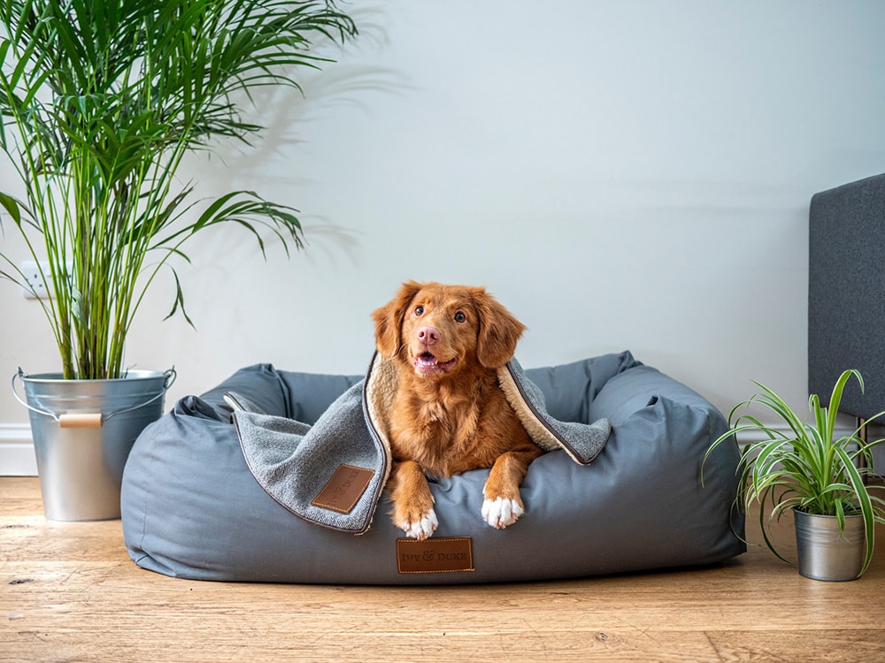7 Best Dog Beds in Australia - 2026 Reviews & Top Picks