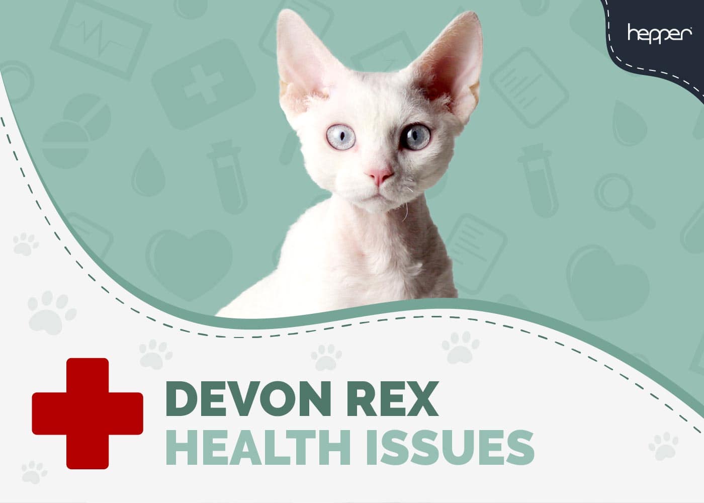 17 Common Devon Rex Cat Health Problems: Vet Approved Facts