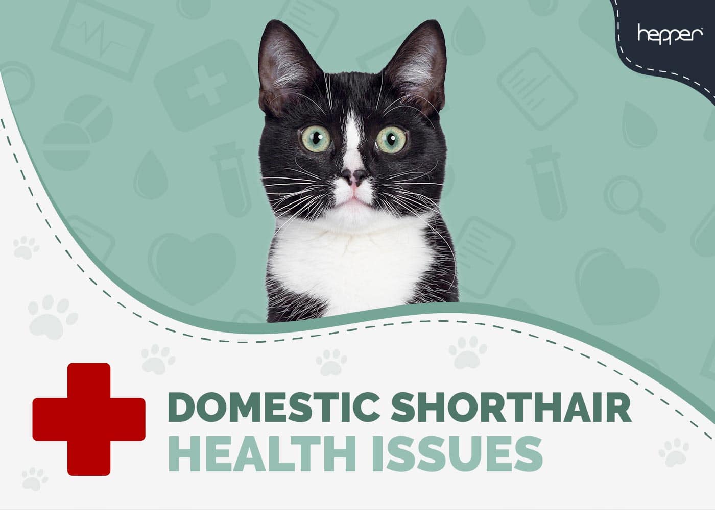 6 Common Domestic Shorthair Cat Health Problems: Vet Approved Facts